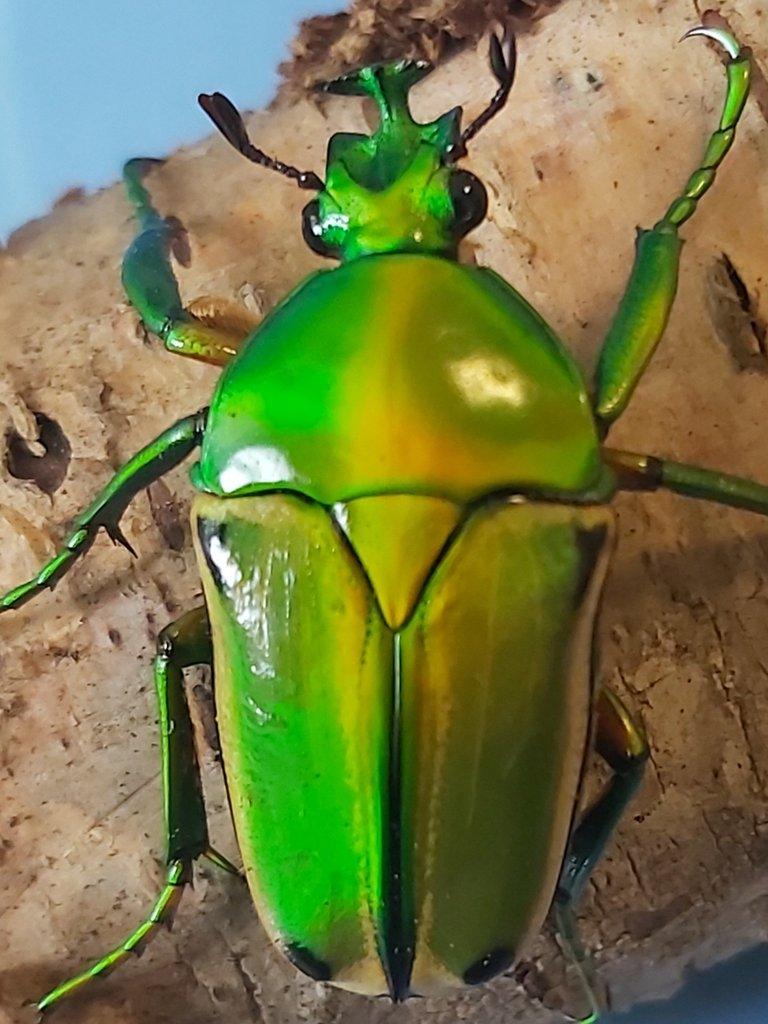 Nabídka larev na Faunatrhy Ostrava 15.2.2026