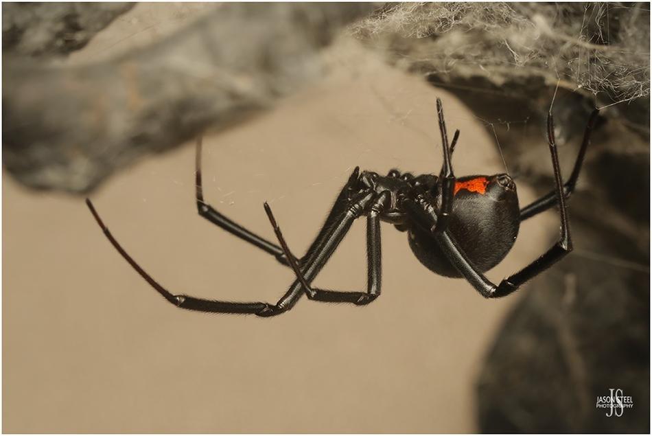 Latrodectus menavodi