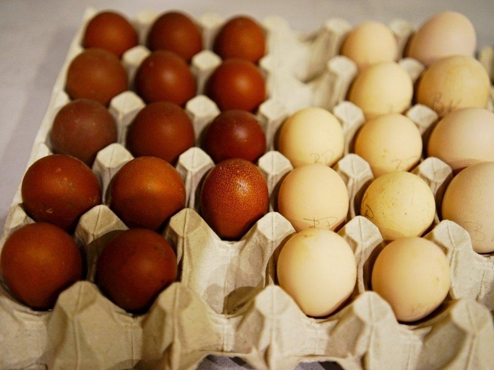 Maranska 🥚🐣 (násadová vejce i kuřátka)