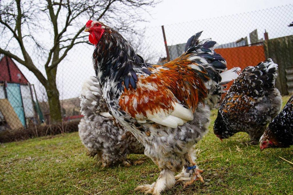 Brahmánky porcelánové🥚 (násadová vejce)