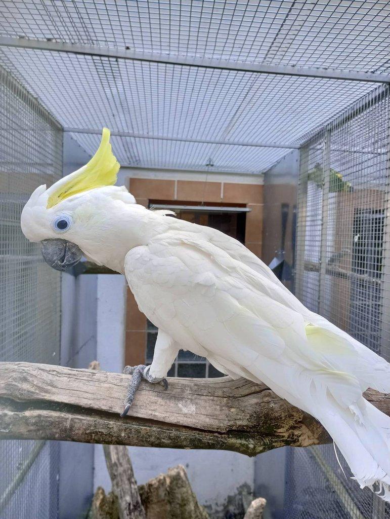 Kakadu zlutocecelaty Triton