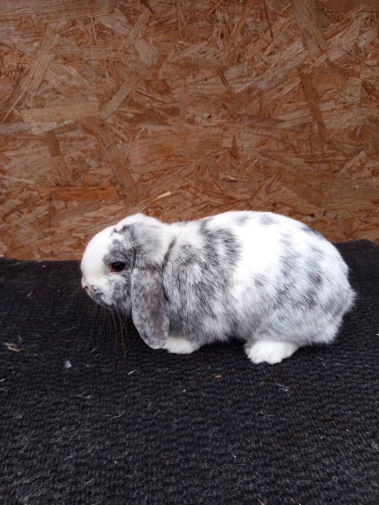 Zakrslý beran rhönský