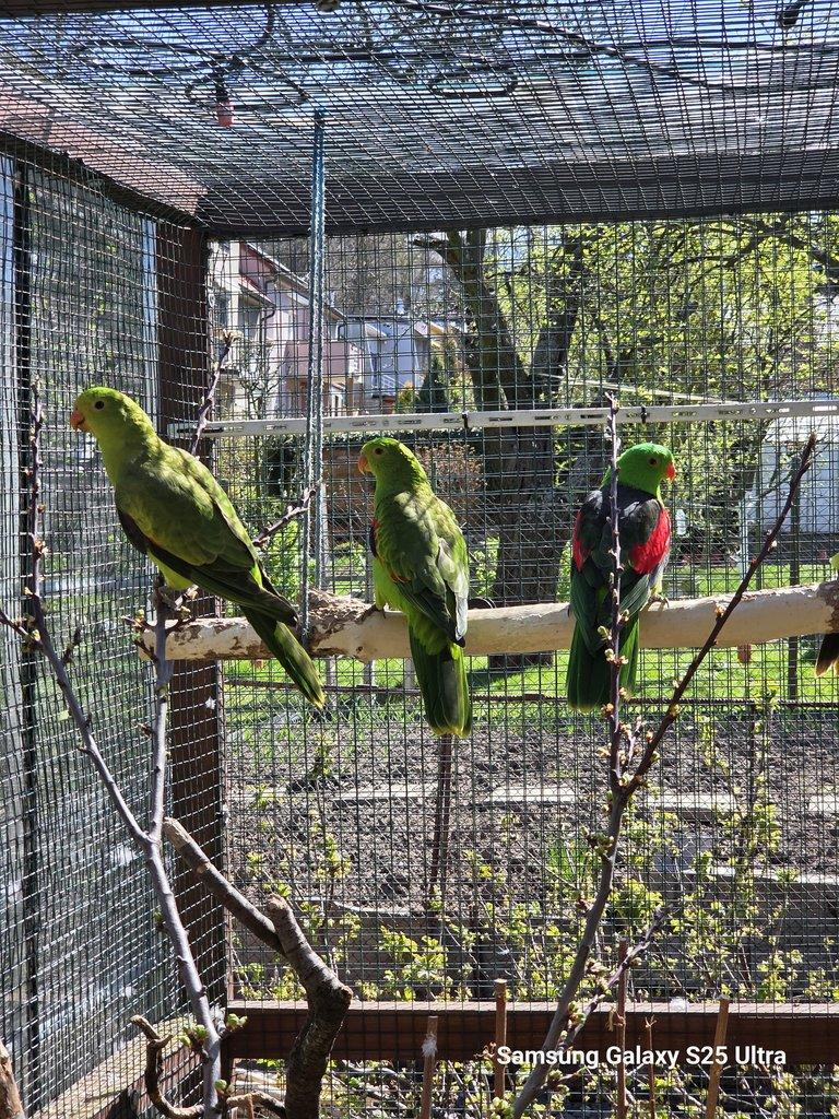 Prodám papoušek červenokřídlý a nádherný