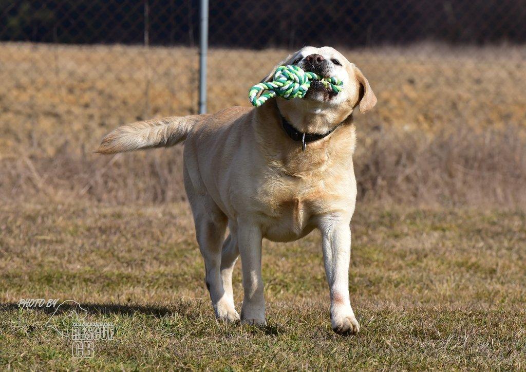 Darujeme opuštěného labradora