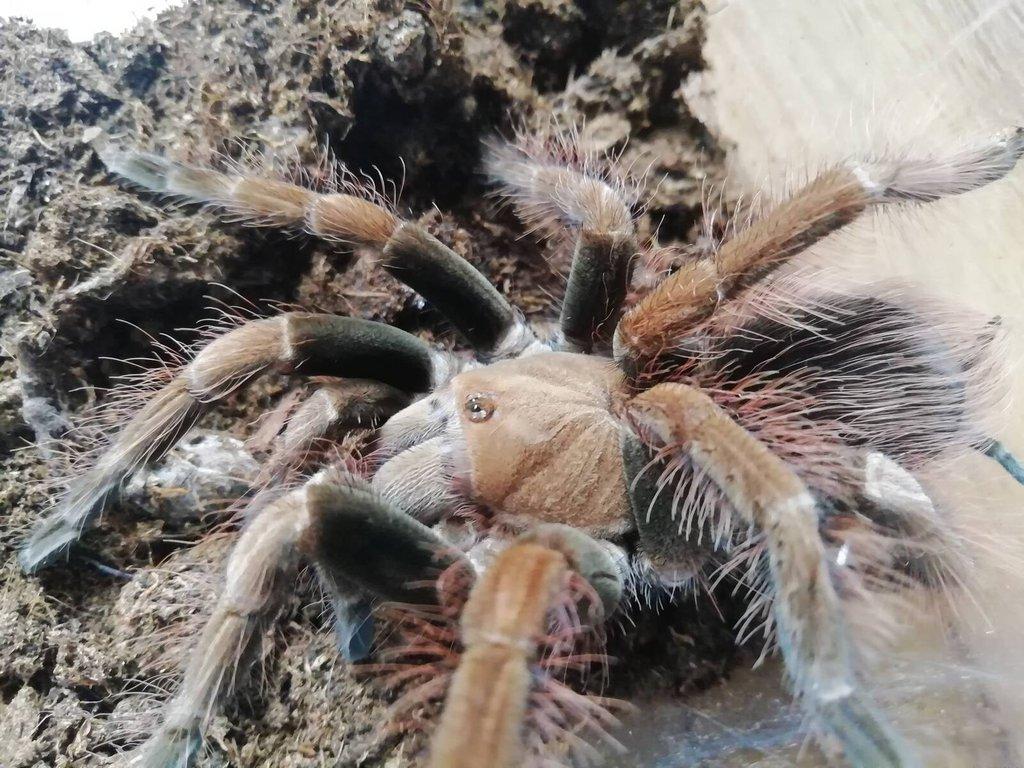 ŹE 7.3. prodám nebo vyměním.