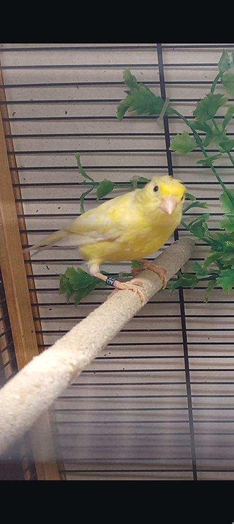 Daruji samičku kanárka