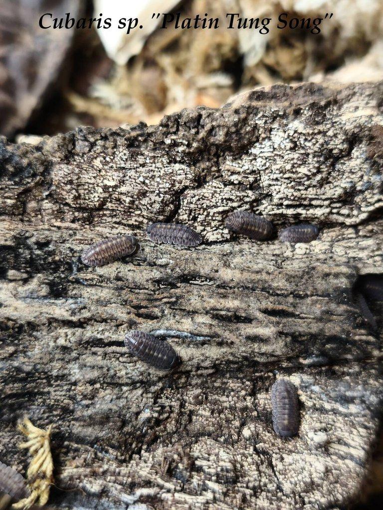 ISOPODY·STÍNKY·CHVOSTOSKOCI - POSÍLÁM / Fauna trhy Ostrava 26.4.