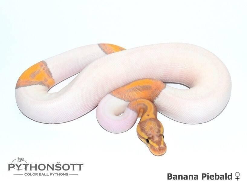 Krajta královská – mláďata z vlastního chovu