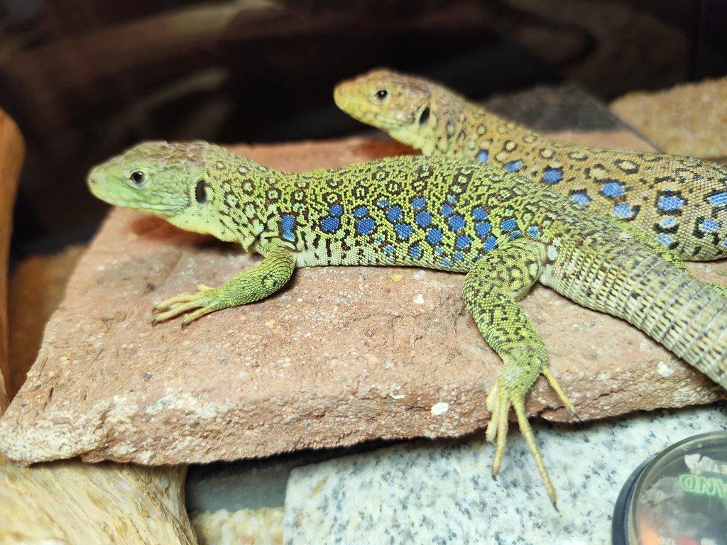 1.0 Timon lepidus - HK ALDIS