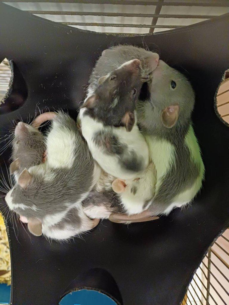 Potkan dumbo