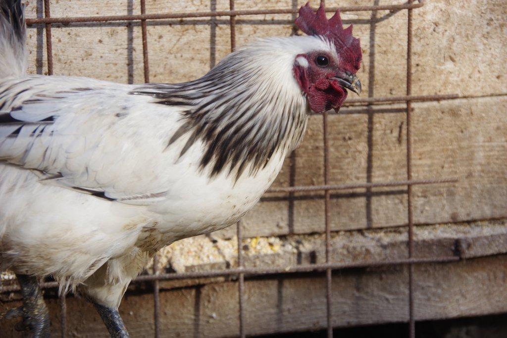 kohout Dongxiang Lukedanji