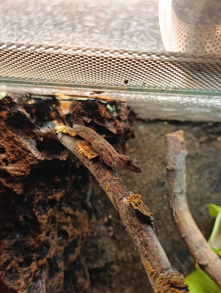 0.1. Anolis Sabanus