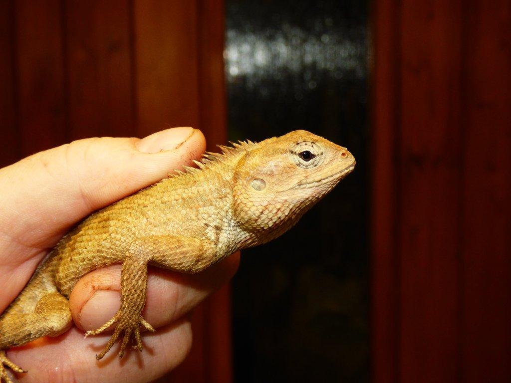 Lepoještěr pestrý (Calotes versicolor) 1,0