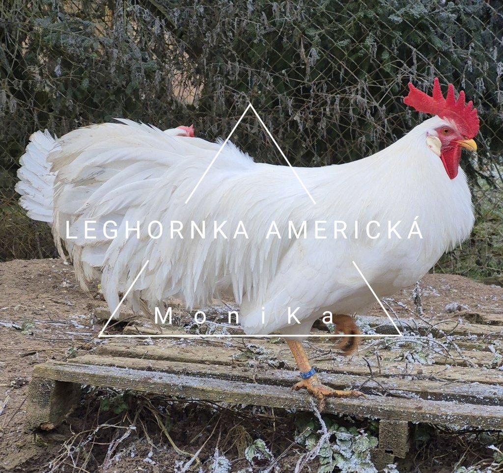 Násadová vajíčka leghornka americká bílá