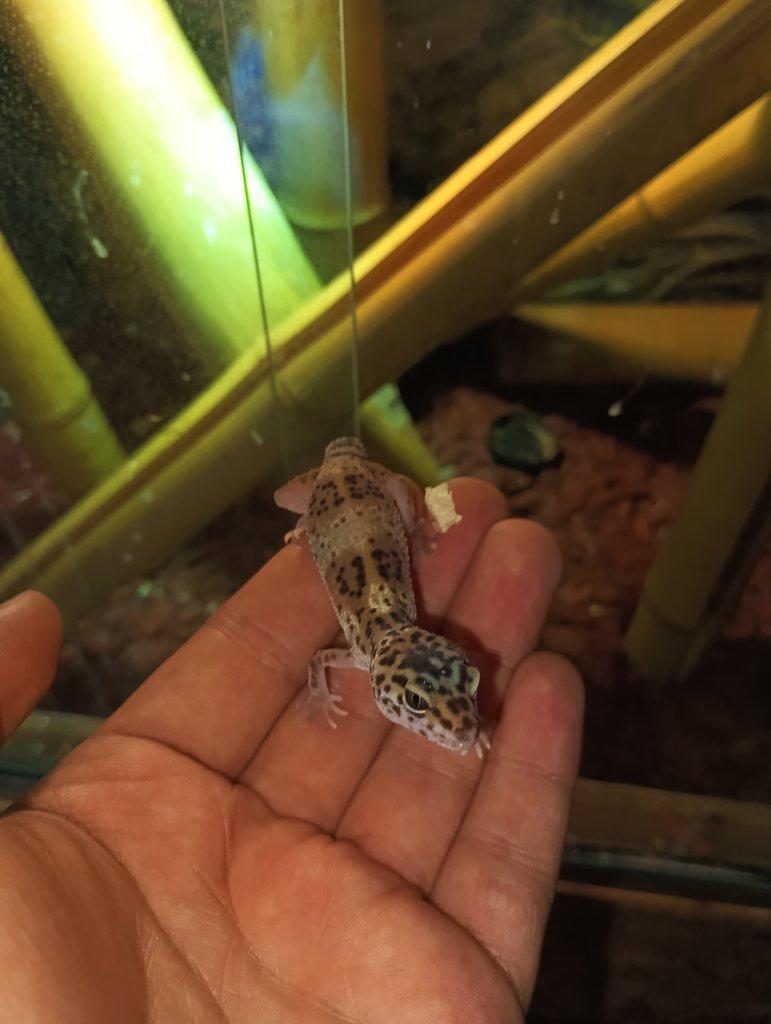 Prodám mláďata gekončíků nočních neurčené zbarvení skoro půl roku