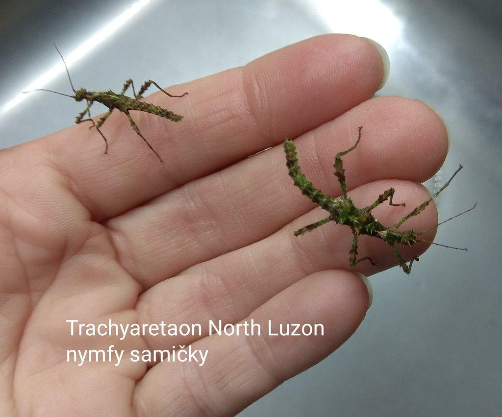 Strašilky, Pakobylky různé