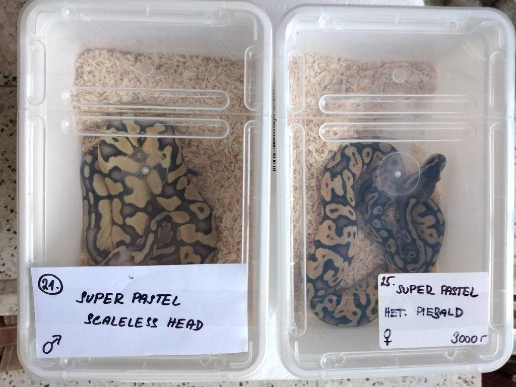 Nepříbuzný pár krajty královske