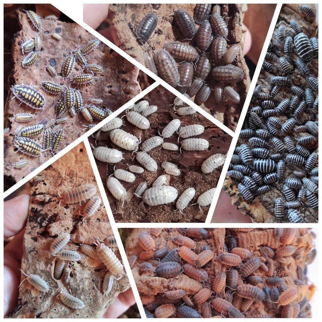 Isopody - stínky a svinky