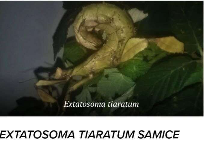 Strašilky a pakobylky