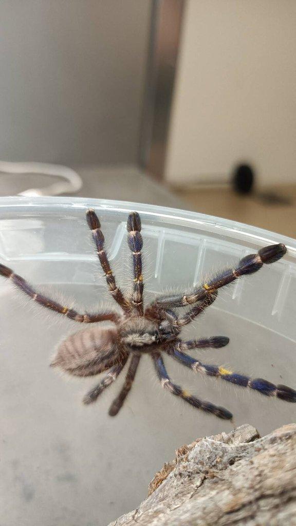 Poecilotheria metalica