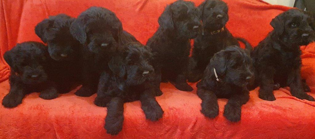 Ruský černý teriér - zadám štěňata s PP