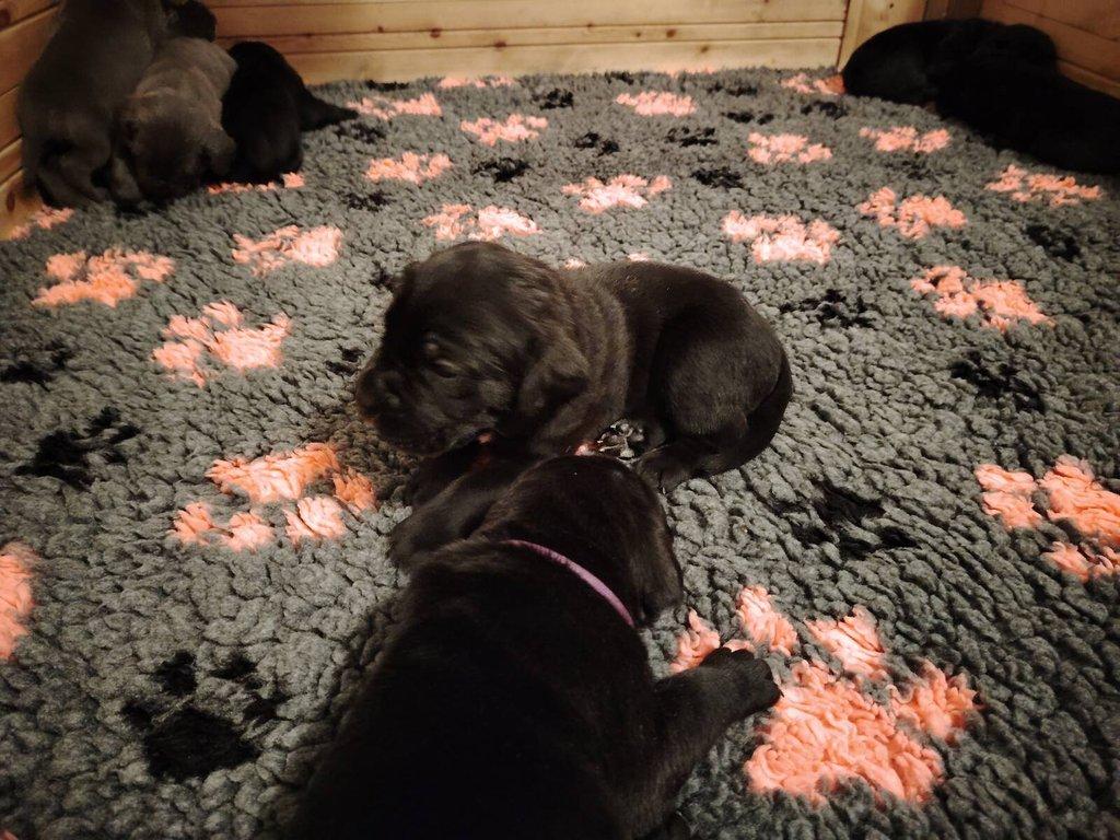 Prodám štěňata Cane Corso s PP