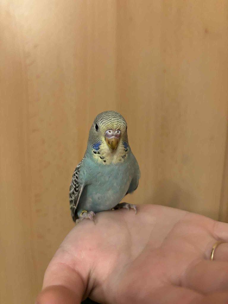 Prodám mladé andulky po vylétnutí z budky