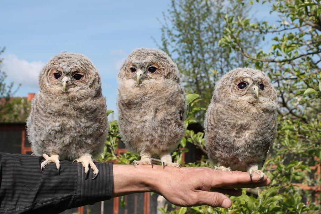 Puštík obecný (Strix aluco), ruční odchov