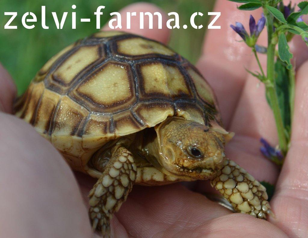 SUCHOZEMSKÉ ŽELVY OSTRUHATÉ – vlastní odchov