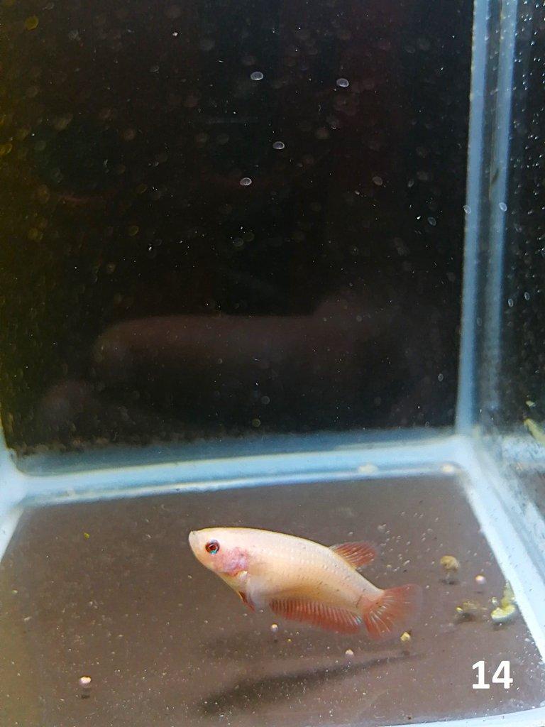Betta Splendens - Samci