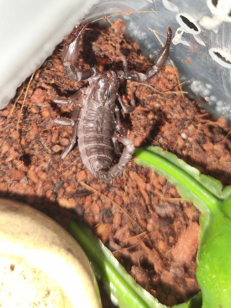 Prodám 10 mláďat štíra Heterometrus silenus