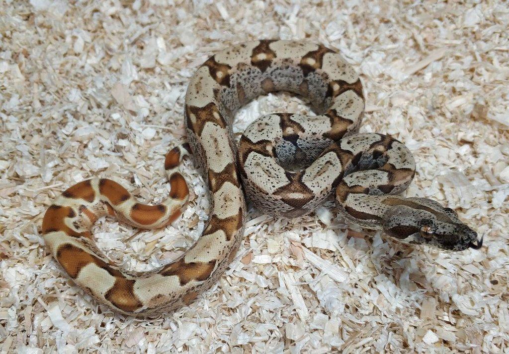 Boa imperator - Scoria Paradigm, IMG Arctic, IMG Paradigm
