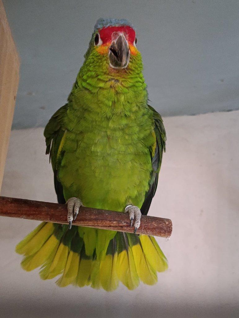 Amazoňan Žlutolící Autumnalis