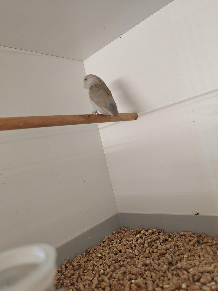 Papoušíček Šedokřídlý