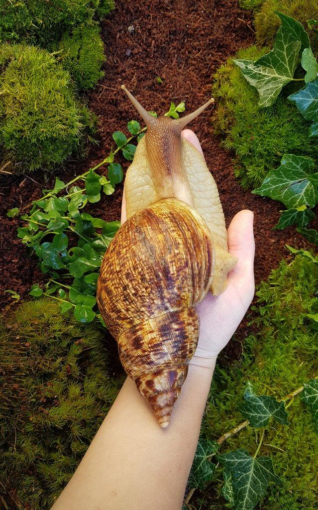 Afričtí šneci Lissachatina reticulata classic dark mláďata