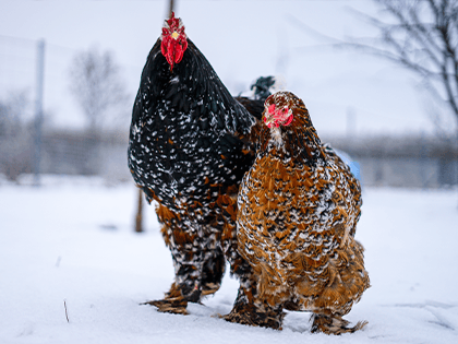 Brahmánky porcelánové 🥚🐣 (násadová vejce i kuřátka)