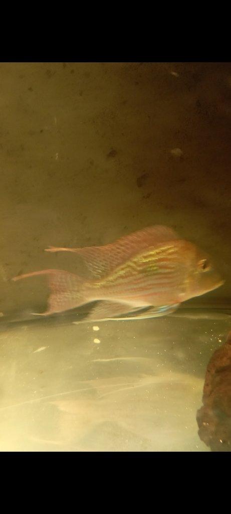 Geophagus sveni Rio parana chovný pár +4ks