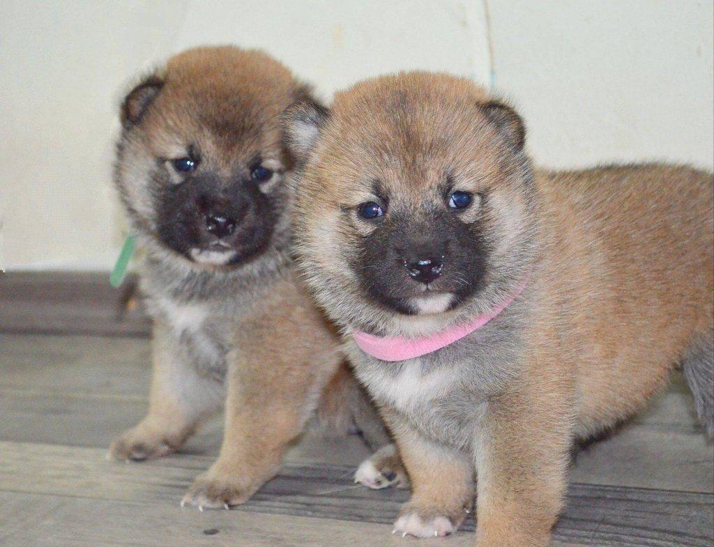 Shiba Inu Štěňata