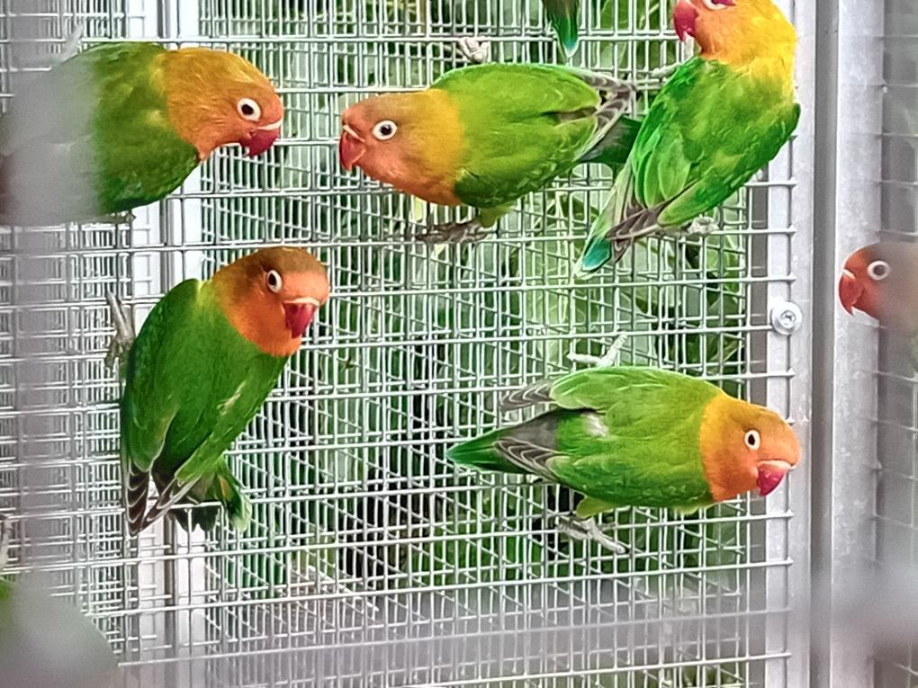 AGAPORNIS FISCHERI - rok 2025