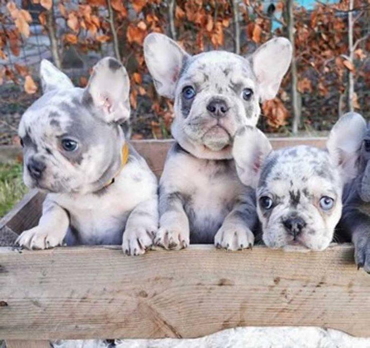 French bulls looking for a new home