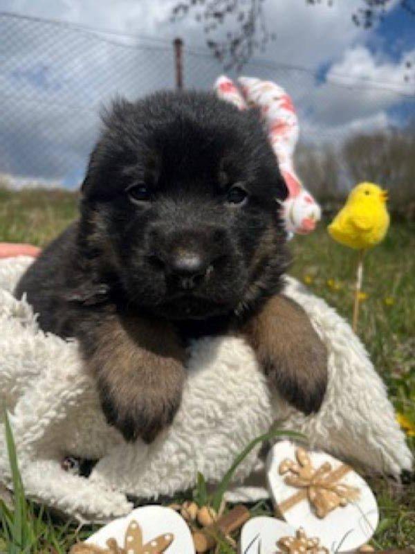 Německý ovčák- štěňata s PP