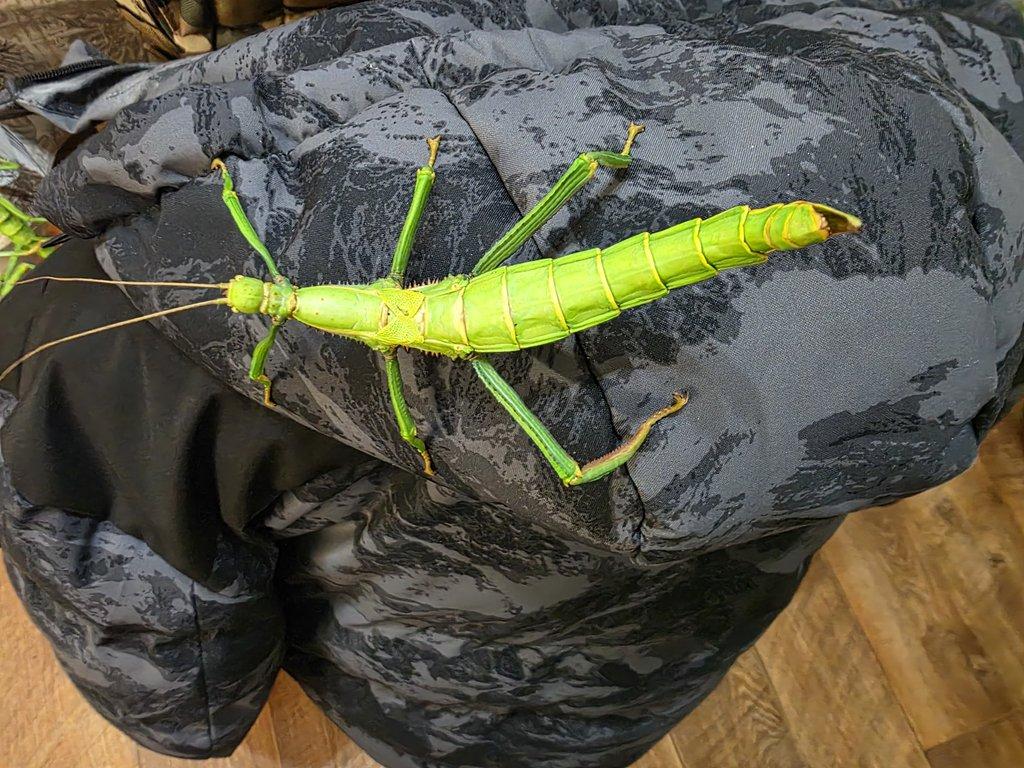 Diapherodes gigantea