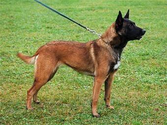 Belgický ovčák - Malinois - štěňata s pp - na záznam