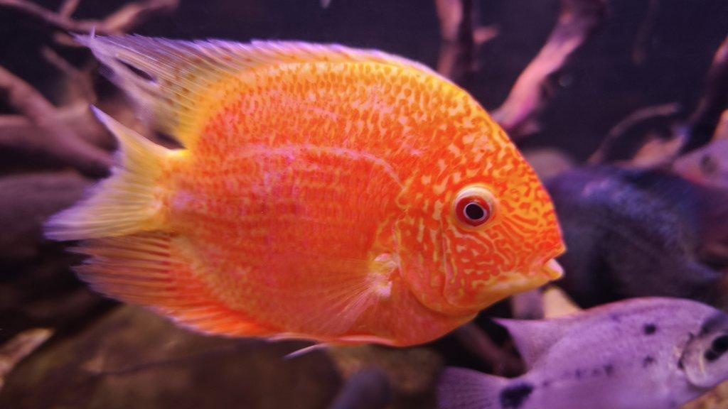 Americké cichlidy