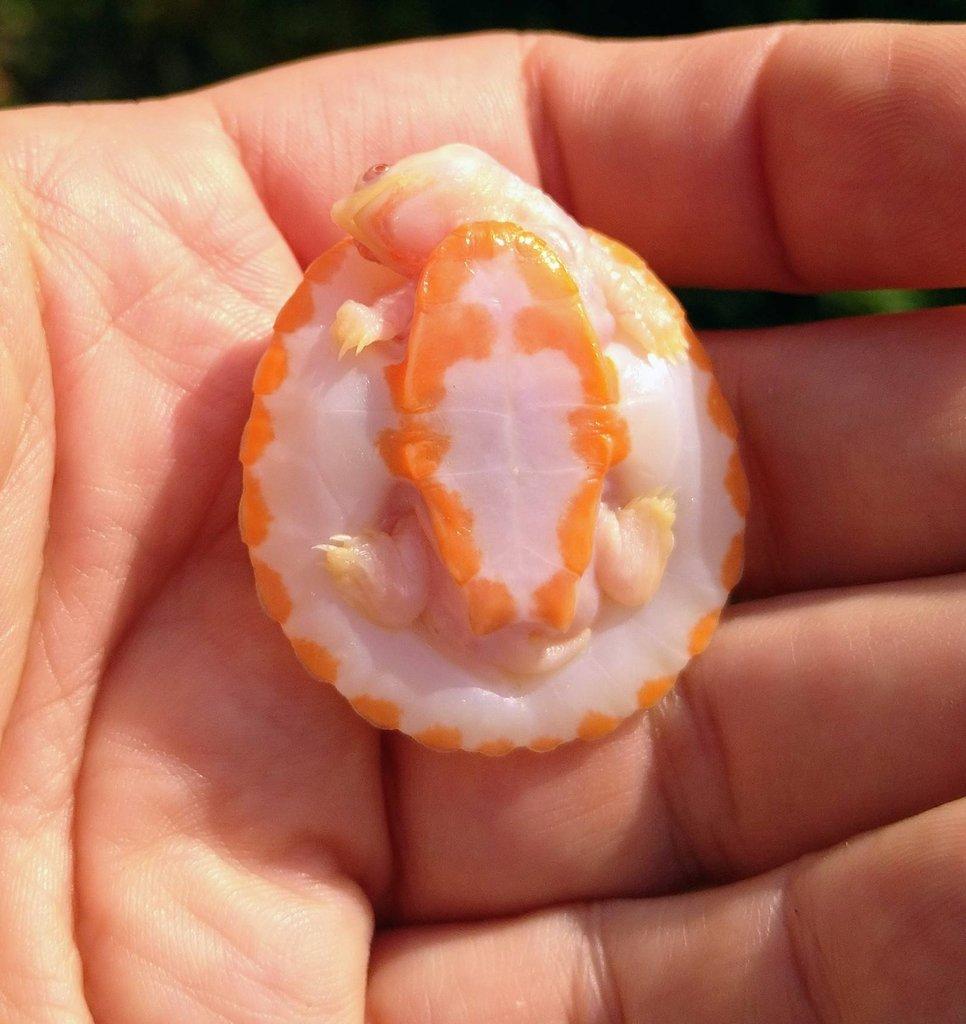Albino Emydura, Amyda, Apalone...