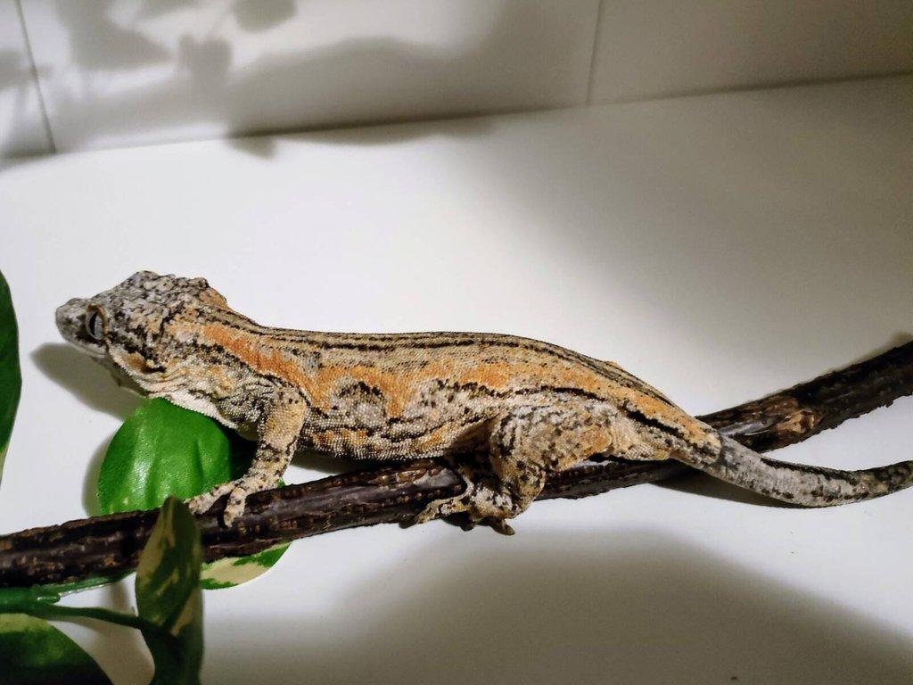 Pagekon hrbolkohlavý (rhacodactylus auriculatus) samice