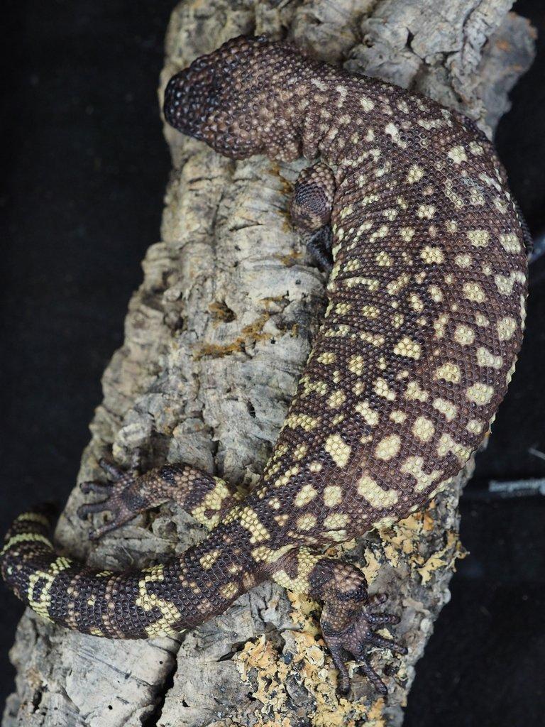 Heloderma exasperatum Korovec