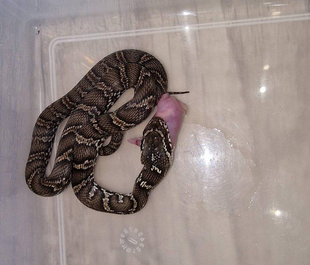 Elaphe schrenckii - Užovka amurská CB 8/25