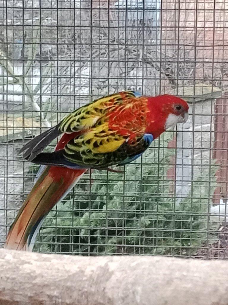 Prodám  mutační rosely