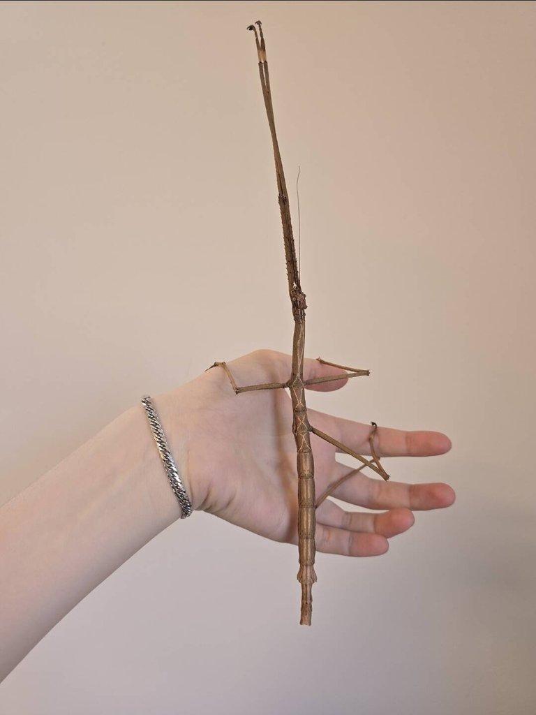 Tirachoidea biceps